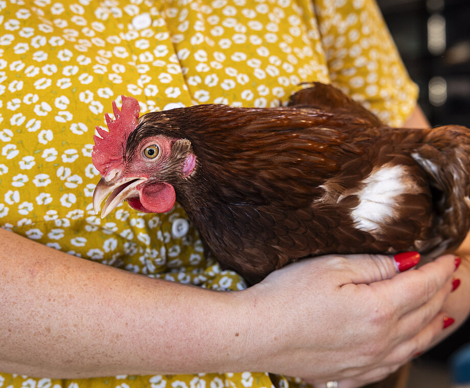 Huhn im Arm einer Frau